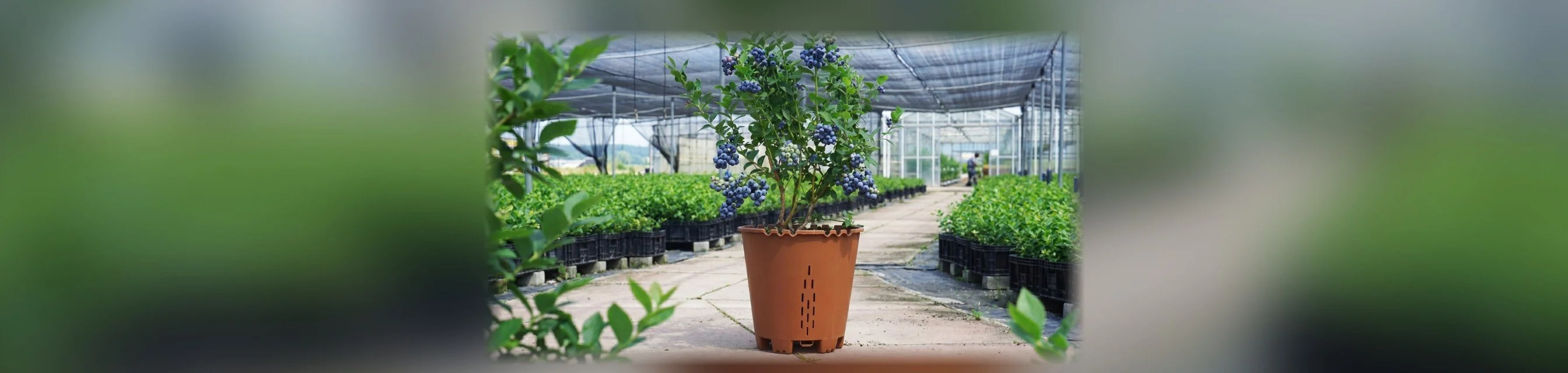 Blueberry Saksısı