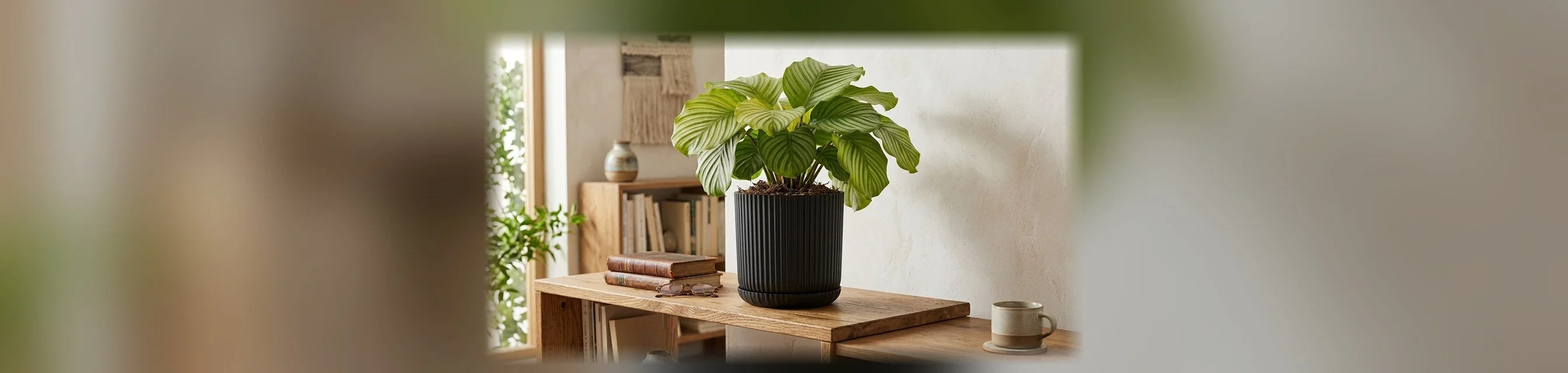 Lotus Tabaklı Saksı